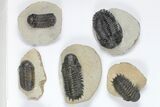 Lot: Assorted Devonian Trilobites - Pieces #92163-2